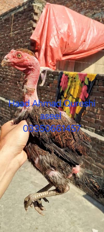 ganji murgi  available 03350661457