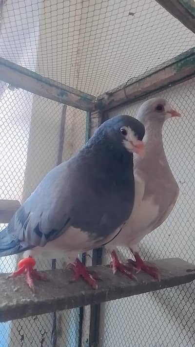 khal or mena breedar pair