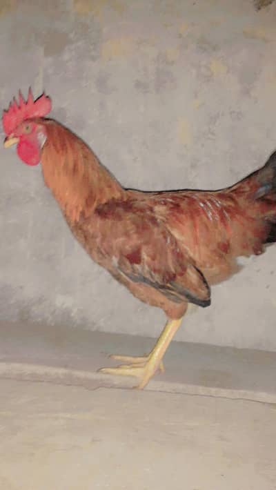 dasi murga  or murgi