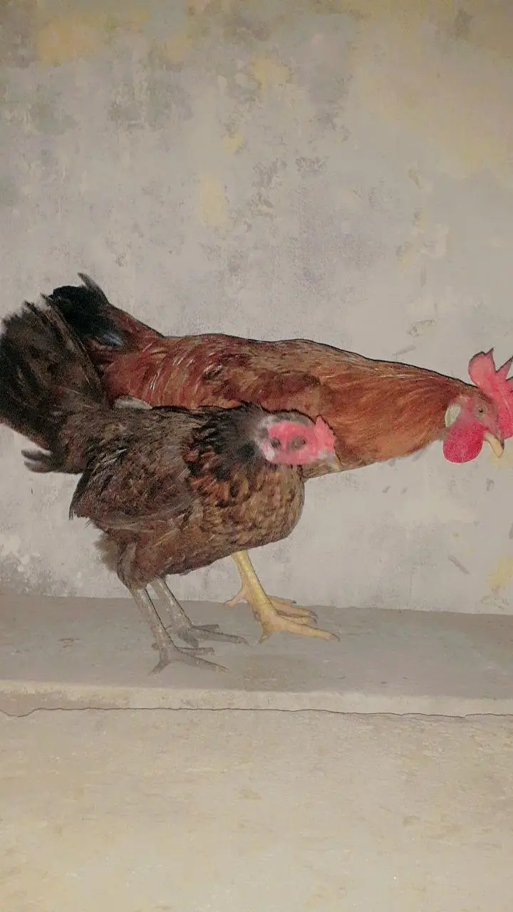 dasi murga  or murgi — photo 2