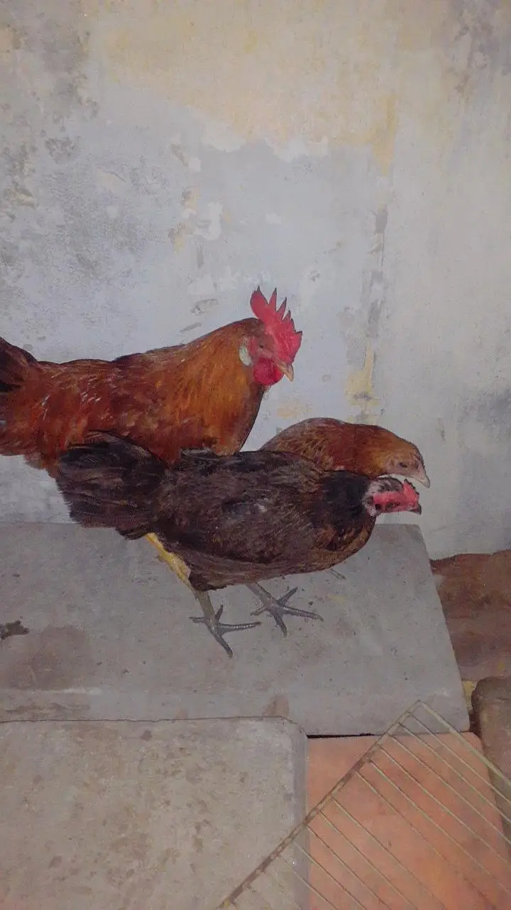 dasi murga  or murgi — photo 4