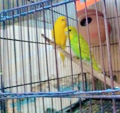 Red eye Australian Budgies
