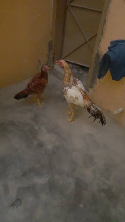 Aseel pair. Chena female Amroha male