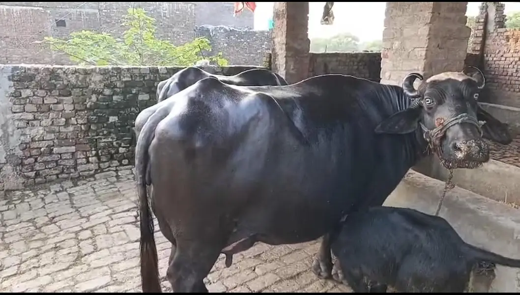Bufflos for sale 3 choti tazi soi ha