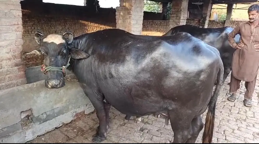 Bufflos for sale 3 choti tazi soi ha — photo 2