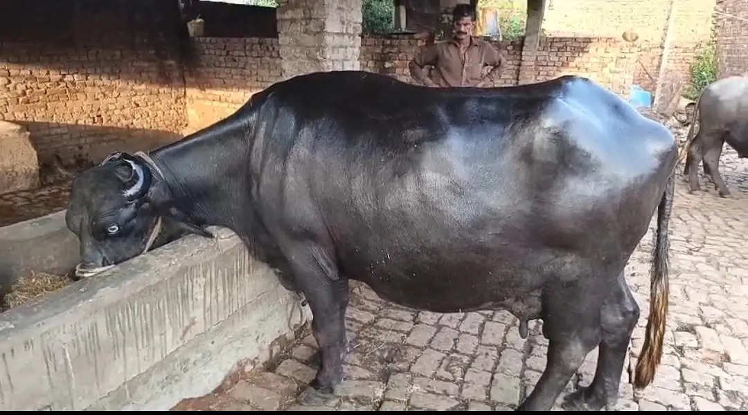 Bufflos for sale 3 choti tazi soi ha — photo 3