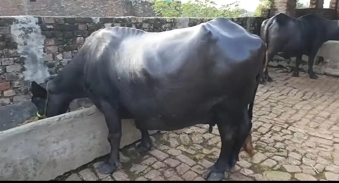 Bufflos for sale 3 choti tazi soi ha — photo 4