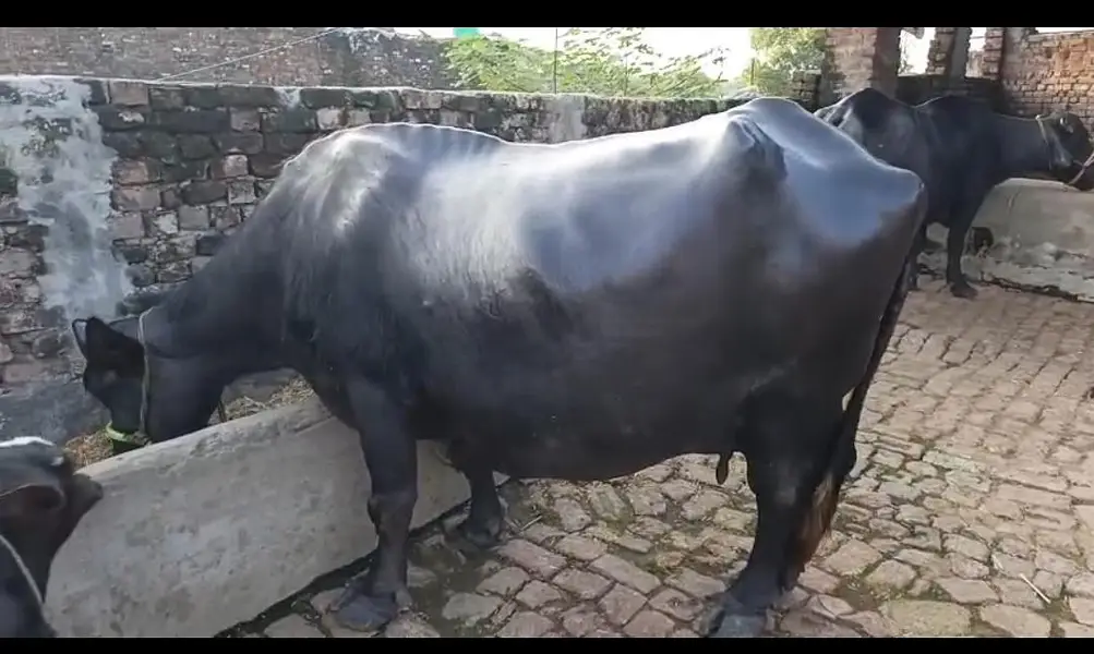 Bufflos for sale 3 choti tazi soi ha — photo 6