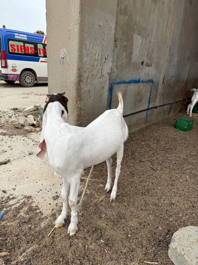 Virgin Gulabi cross bakri 14 months — photo 2