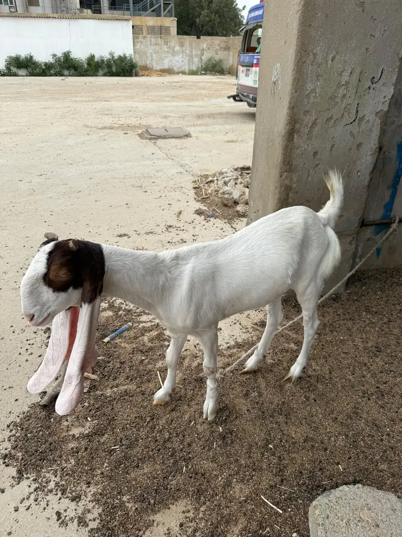 Virgin Gulabi cross bakri 14 months — photo 3