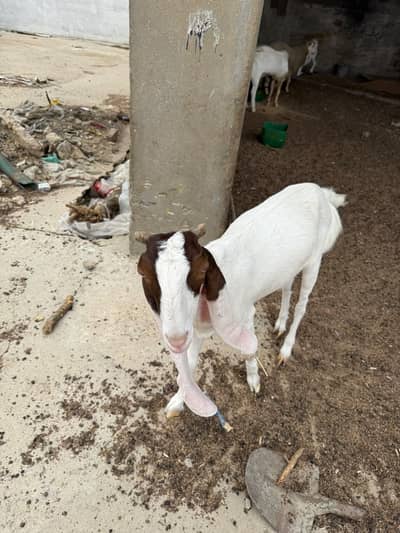 Virgin Gulabi cross bakri 14 months
