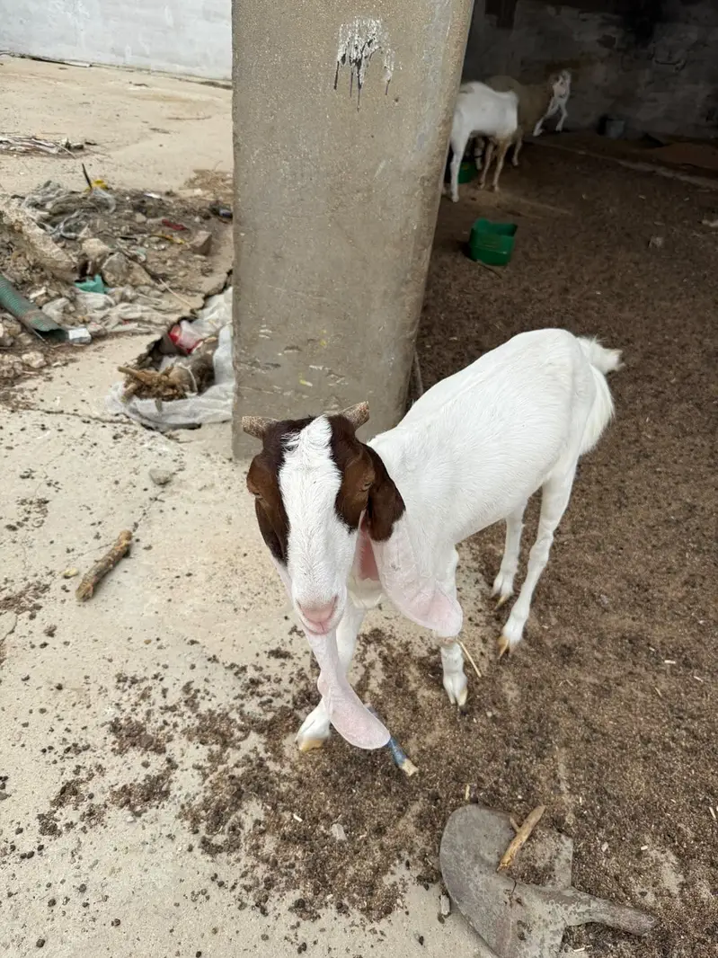 Virgin Gulabi cross bakri 14 months