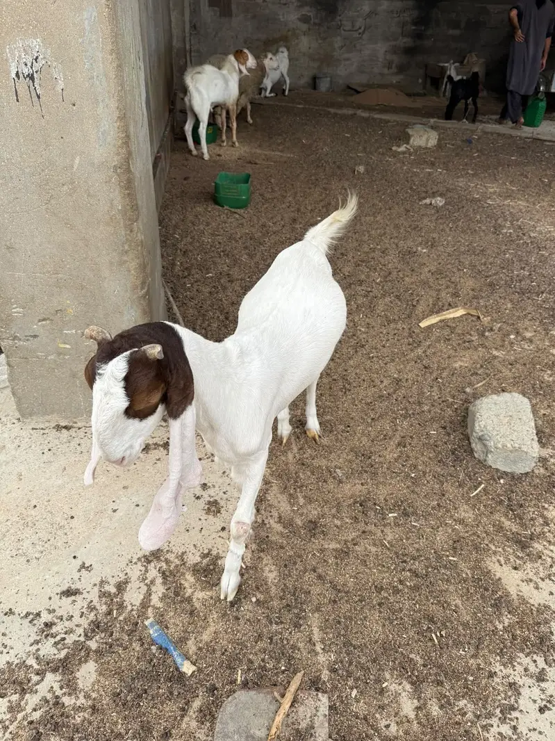 Virgin Gulabi cross bakri 14 months — photo 4