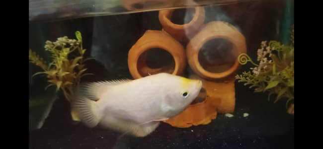 Gaint Gourami