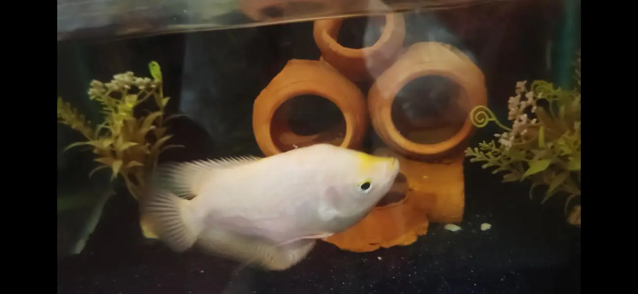 Gaint Gourami