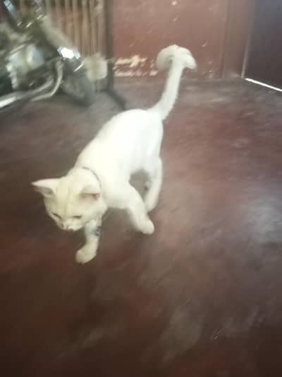 for sale
