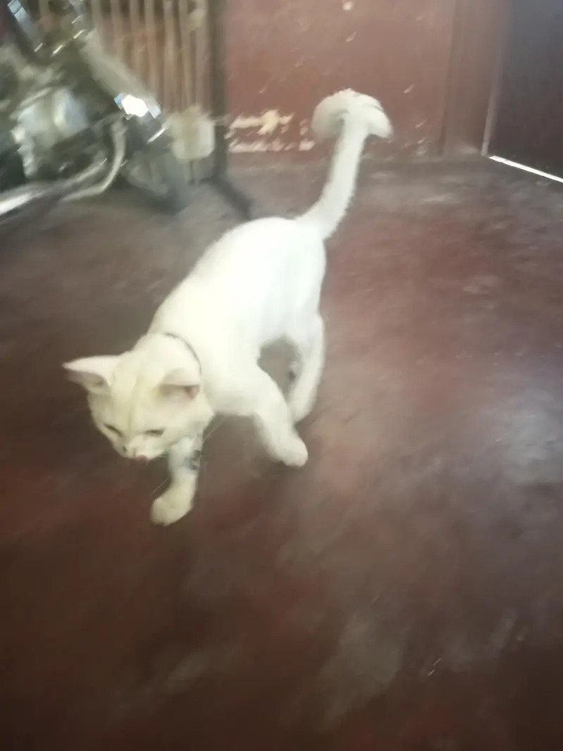for sale
