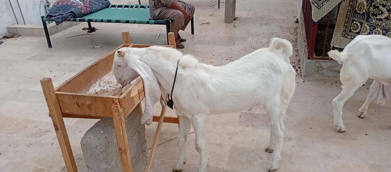 goats 0