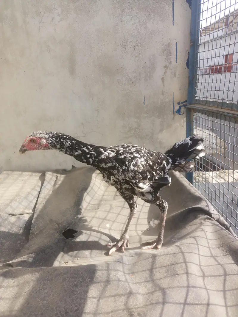 Aseel — photo 2