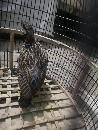 Black teeter Male