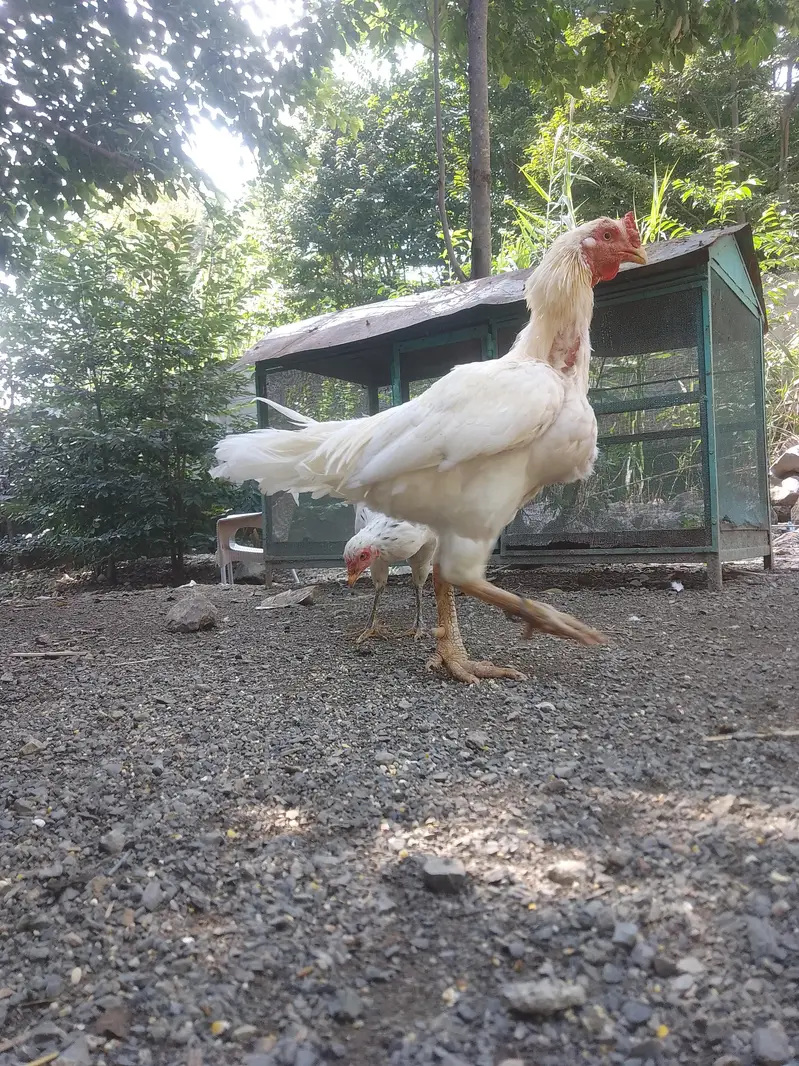 Aseel Murghay & Murghiyan for Sale — photo 2