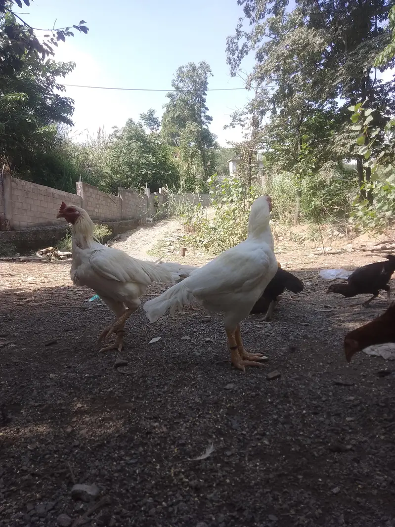 Aseel Murghay & Murghiyan for Sale — photo 3