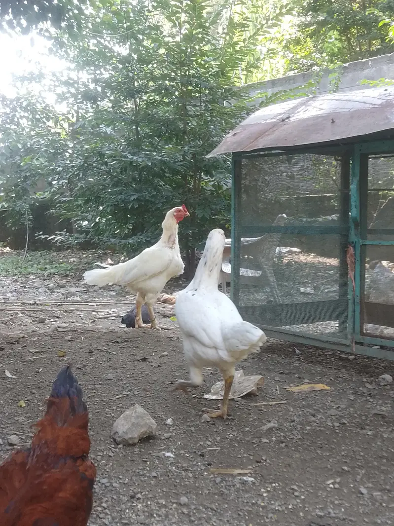 Aseel Murghay & Murghiyan for Sale — photo 4
