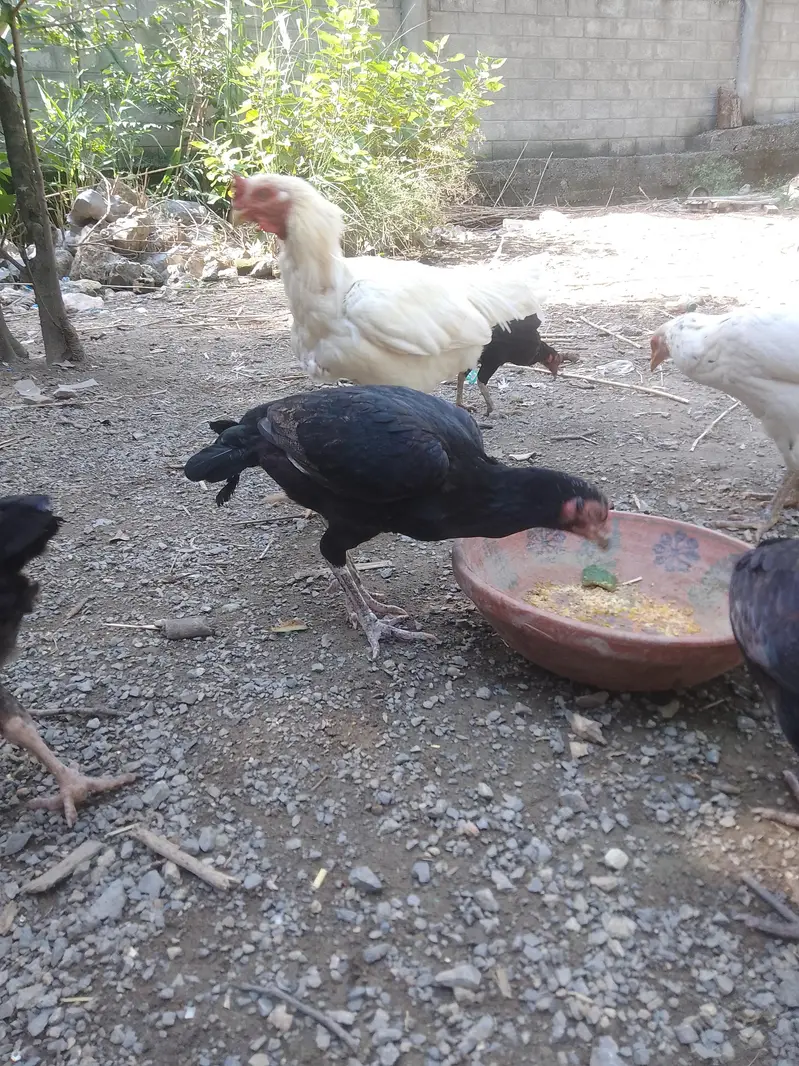Aseel Murghay & Murghiyan for Sale — photo 5
