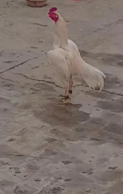 murga