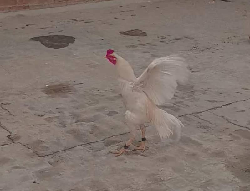 murga 1