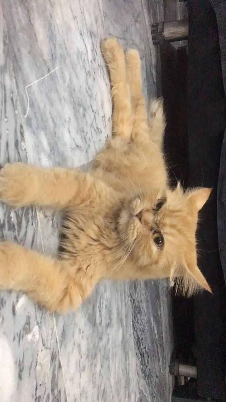 urgent sale krni ha yrr ghr shift kr rhy is liye — photo 2