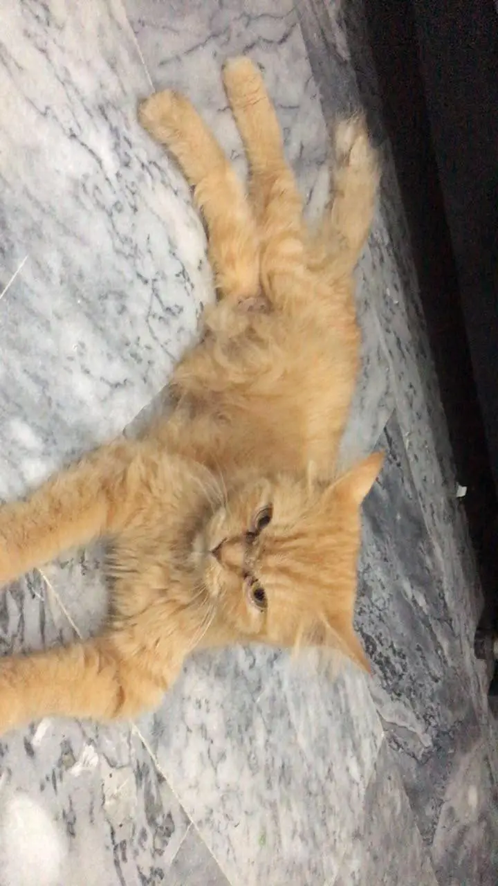 urgent sale krni ha yrr ghr shift kr rhy is liye — photo 3