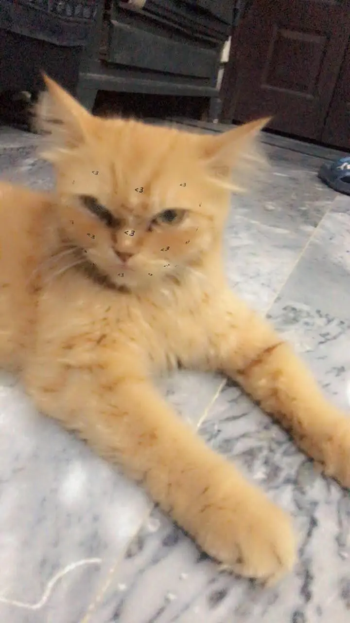 urgent sale krni ha yrr ghr shift kr rhy is liye — photo 4