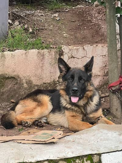 German shepherd Male