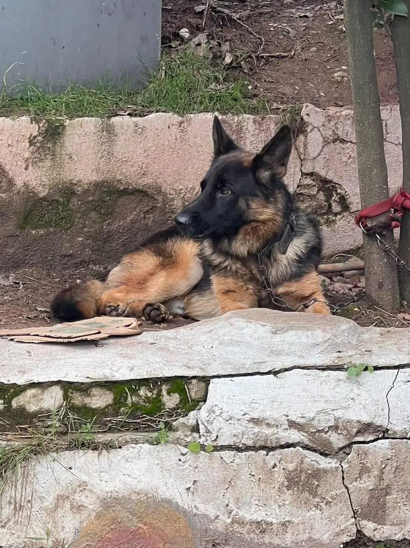 German shepherd Male — photo 2