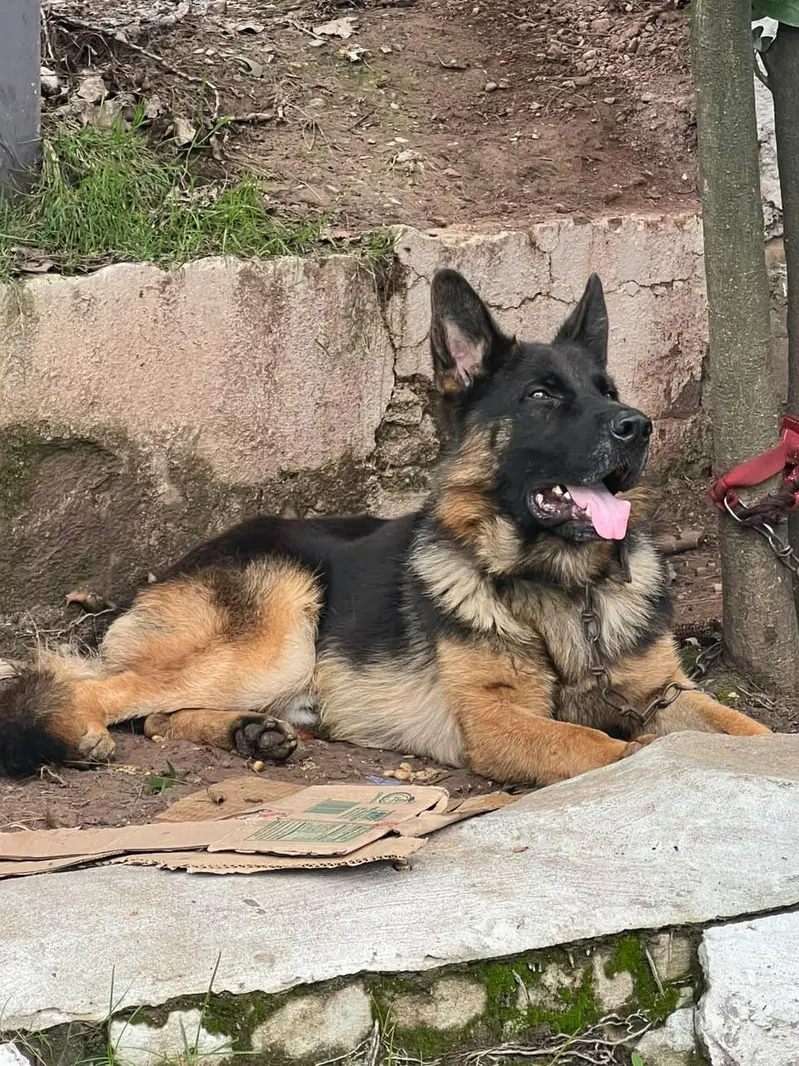 German shepherd Male — photo 3