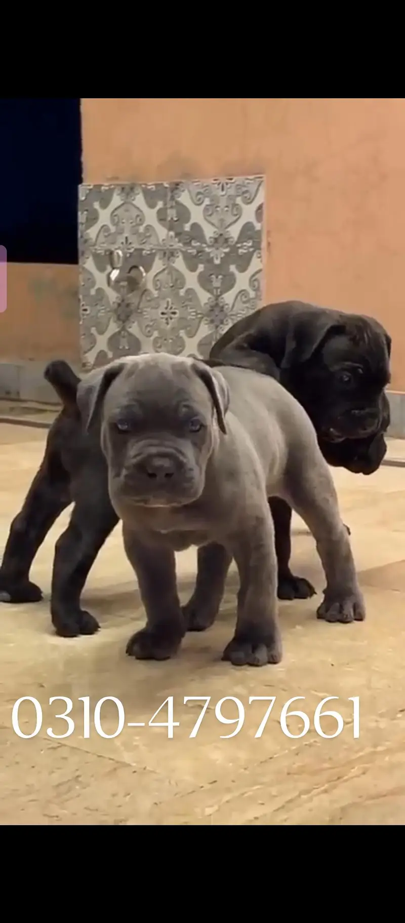 cane corso    0-3-1-0-4-7-9-7-6-6-1