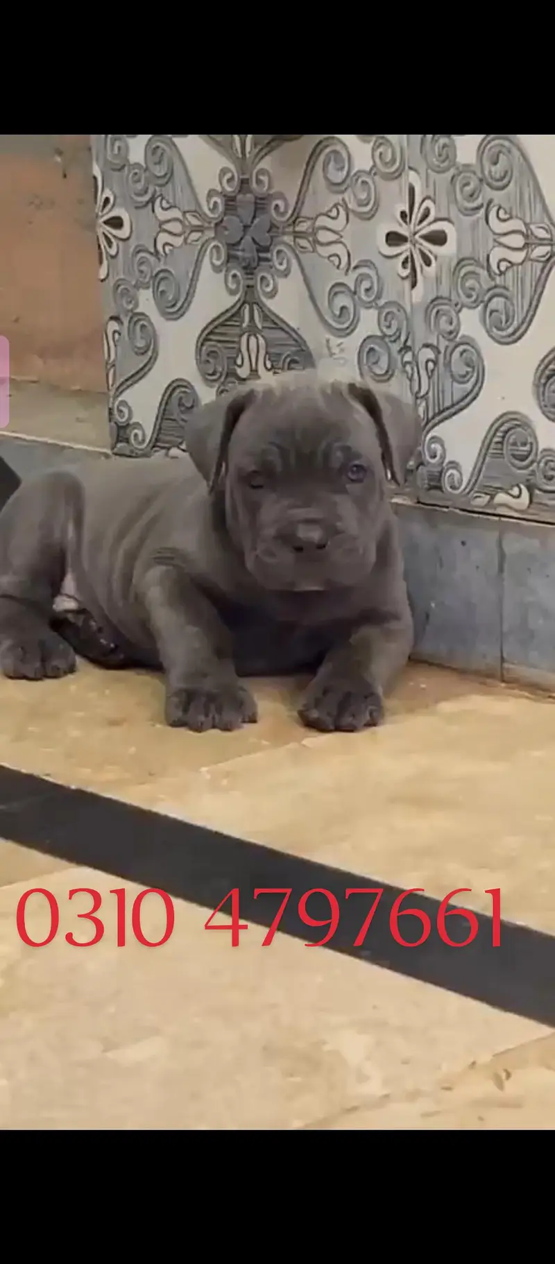 cane corso    0-3-1-0-4-7-9-7-6-6-1 — photo 2