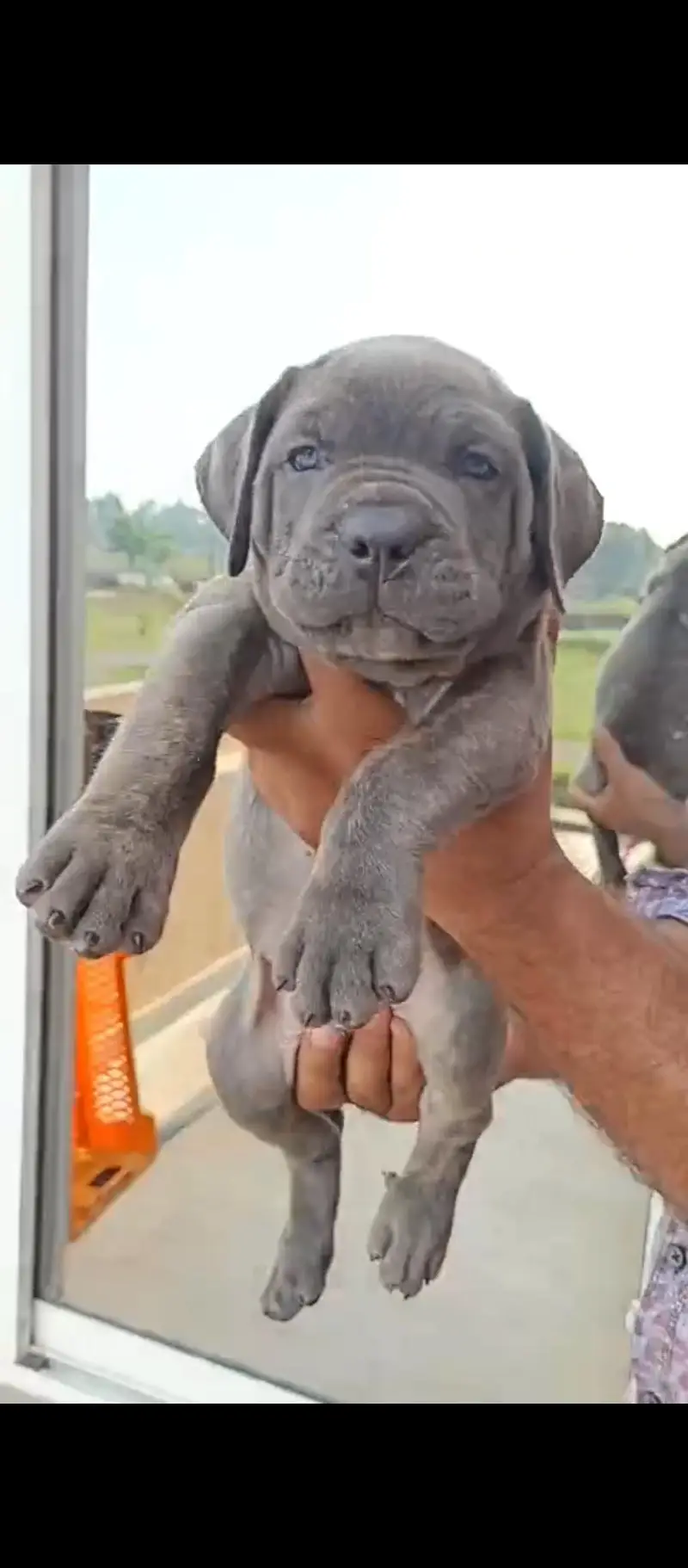 cane corso    0-3-1-0-4-7-9-7-6-6-1 — photo 3