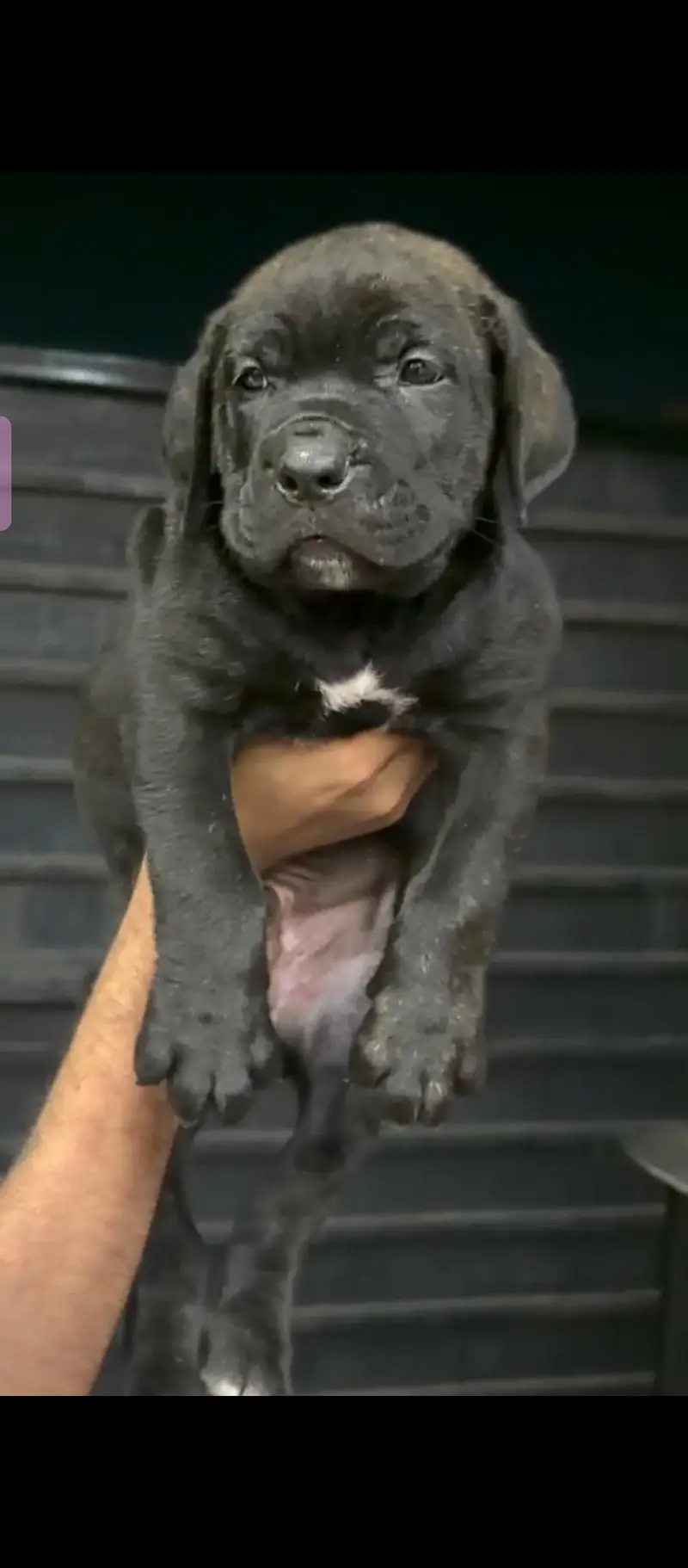cane corso    0-3-1-0-4-7-9-7-6-6-1 — photo 4