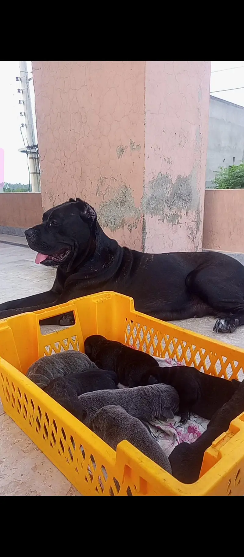 cane corso    0-3-1-0-4-7-9-7-6-6-1 — photo 5