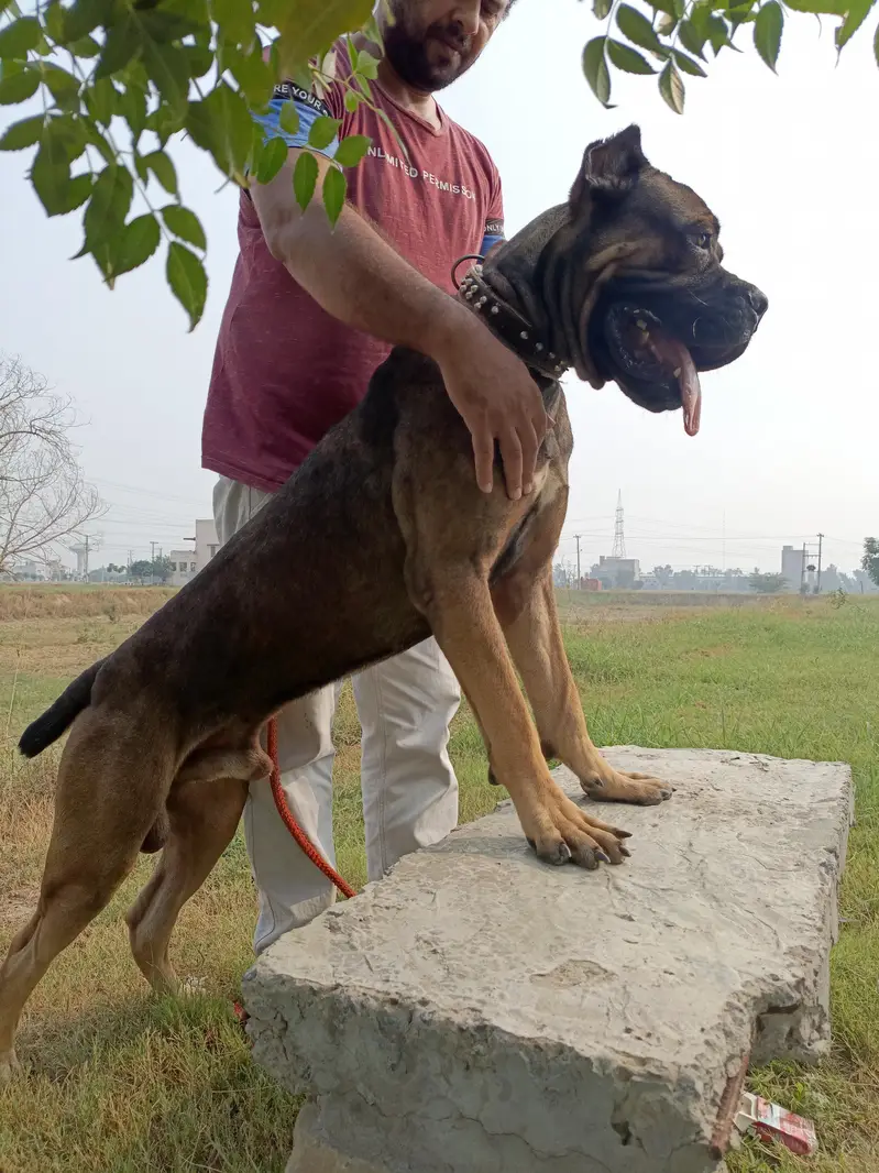 cane corso    0-3-1-0-4-7-9-7-6-6-1 — photo 6