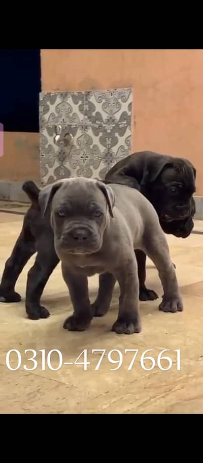 cane corso    0-3-1-0-4-7-9-7-6-6-1