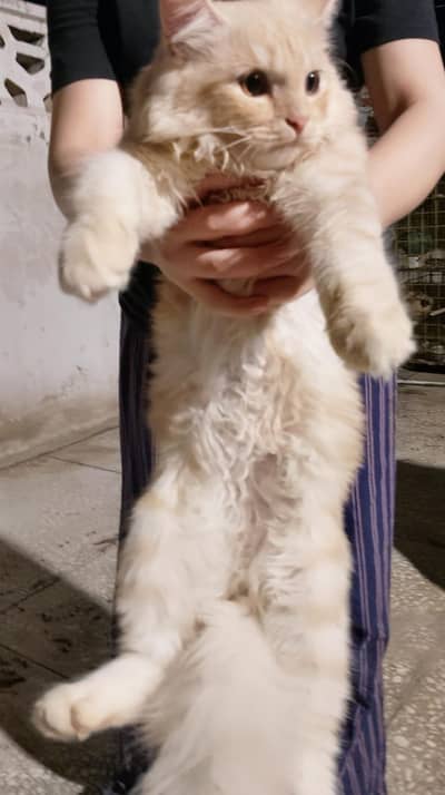 Persian male cat triple coated