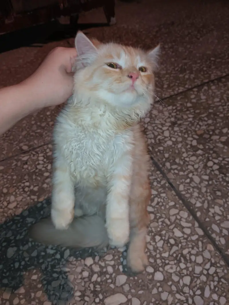 Persian male cat triple coated — photo 2