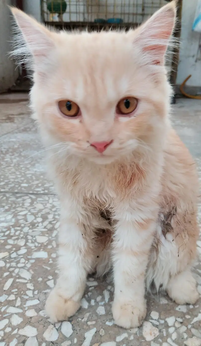 Persian male cat triple coated — photo 3