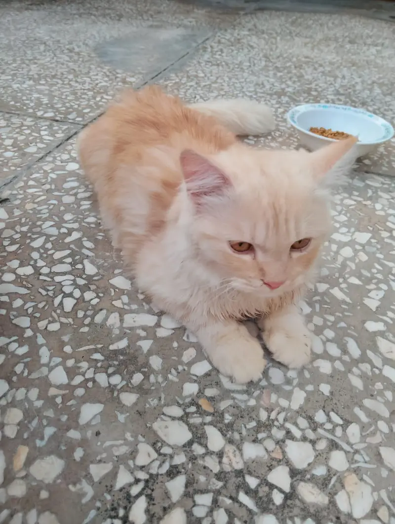 Persian male cat triple coated — photo 4