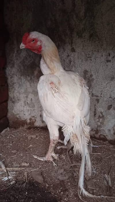 Purer boska sonatol bareeder