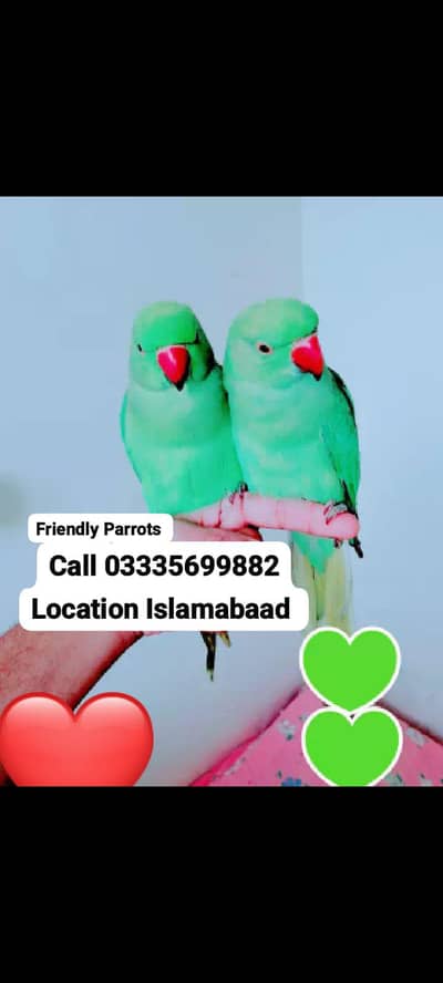 Single 5500 pair 11000Handtame Green ringneck parrots for sale