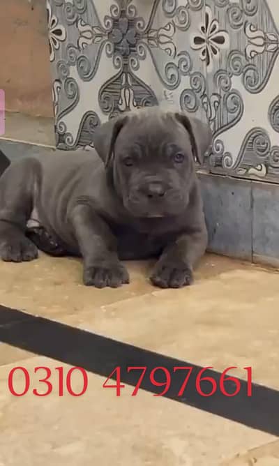 cane corso    0-3-1-0-4-7-9-7-6-6-1
